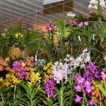 Exposição Nacional de Orquídeas