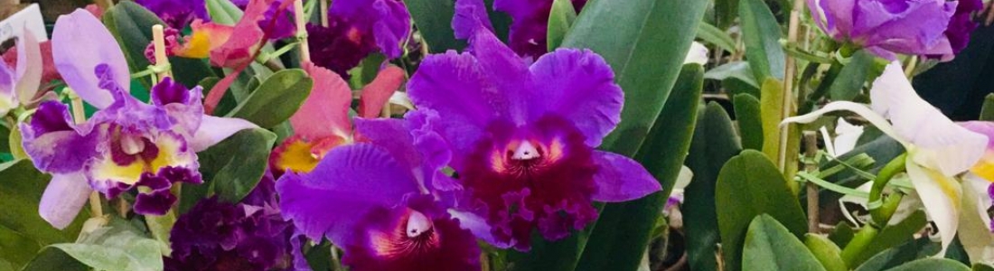 38ª Exposição Nacional de Orquídeas