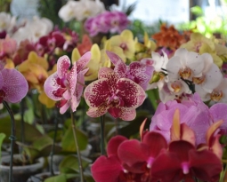 Festival de Orquídeas de Piracanjuba